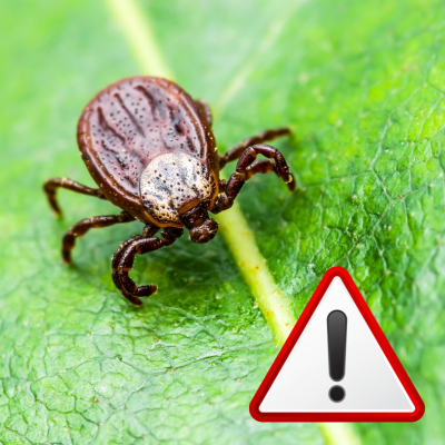 Ticks - Active earlier, more areas affected